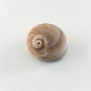 Può includere: Una conchiglia liscia e arrotondata caratterizzata da un motivo a spirale vorticoso nei toni del marrone chiaro, beige e sabbia. La conchiglia presenta una superficie lucida e levigata con una spirale scura al centro dell'apice, dalle curve naturali.
