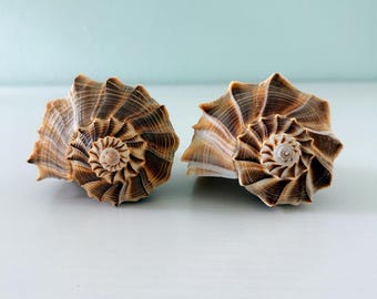 DOS caracoles Lightning Whalks de color chocolate (6,5 pulgadas) + conchas adicionales