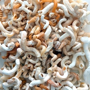May include: A collection of numerous worm shells in various shades of white, cream, and light brown. These tubular, spiraled marine gastropod shells are scattered together, displaying irregular, twisted, and curved shapes with hollow openings.