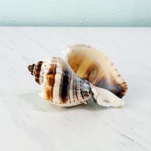 May include: A large, spiraled seashell featuring a glossy, cream-colored interior and a textured exterior with prominent dark brown and tan vertical stripes. The shell has a pointed apex and a wide, open aperture with smooth, curved edges.