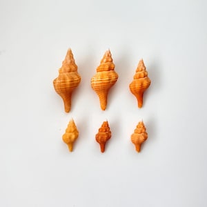 May include: A collection of six spiral seashells arranged in two rows. The shells are orange and tan in color, featuring a textured, ribbed surface with a pointed apex. The top row contains three larger shells, while the bottom row features three smaller shells, all oriented vertically.