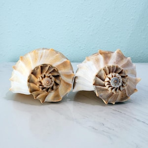 May include: Two natural seashell specimens featuring a spiraled, conical shape with a wide, fluted opening. The shells display a gradient of cream, tan, and dark brown tones, with intricate, radiating ridges extending from the central apex.