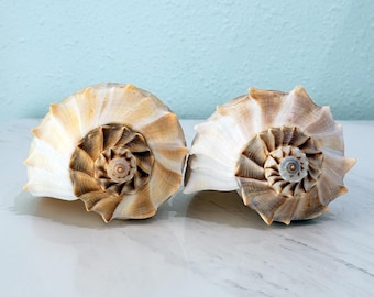 Dos grandes conchas de caracol relámpago (paquete) + conchas adicionales