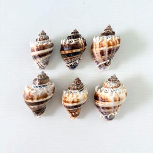 Puede incluir: Una colección de seis conchas marinas en espiral dispuestas en dos filas. Cada concha presenta un ápice puntiagudo y un cuerpo texturizado con bandas horizontales alternas de colores marrón oscuro, bronceado y crema, junto con pequeñas púas.