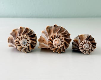 Tres conchas de caracol marino Florida Lightning Whelk (paquete de 3) + conchas adicionales