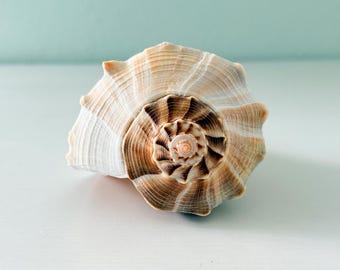 Caracol relámpago grande (8,5 pulgadas) + Conchas de regalo