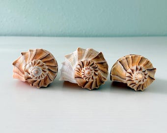 Tres conchas de caracol marino Florida Lightning Whelk (paquete de 3) + conchas adicionales