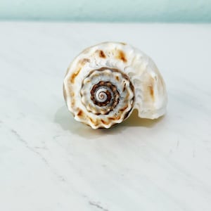 May include: A spiral seashell featuring a white base color with intricate brown and tan markings. The shell displays a prominent central whorl with a detailed, coiled pattern and a textured, scalloped outer edge that radiates outward from the center.