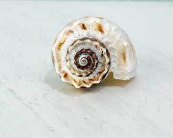 King Crown Seashell + Free Bonus Shells