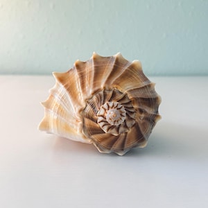 May include: A spiralled seashell featuring a pointed apex and a series of radiating ridges. The shell displays a gradient of tan, beige, and dark brown tones, with a textured surface that follows the natural curve of the spiral towards the centre.
