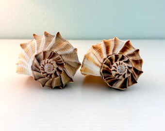 Dos grandes conchas de caracol relámpago (paquete) + conchas adicionales