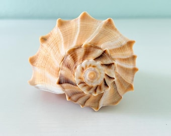 Golden Colored Lightning Whelk (7.5 inches) + Bonus Shells