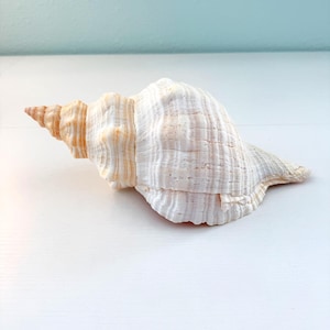 May include: A large, spiralled seashell featuring a textured surface with ridges and grooves. The shell displays a gradient of colours, transitioning from a pale, creamy white on the main body to soft, warm orange tones along the pointed spire.