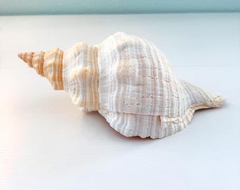 Caracola de caballo de Florida (30 cm) + Conchas adicionales