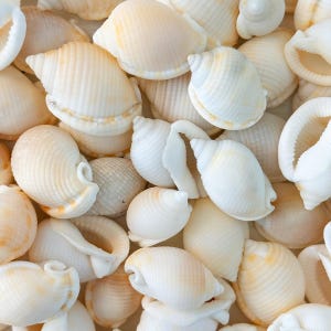 May include: A collection of numerous small, off-white and pale cream-colored sea shells. Each shell features a rounded, spiraled shape with fine, textured ridges running along the surface, creating a dense, overlapping pattern of natural forms.