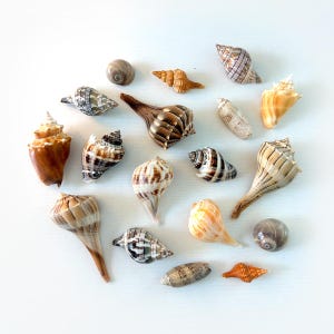 May include: A collection of various seashells in shades of brown, tan, cream, and grey. The assortment includes spiral, cone, and rounded shapes with distinct textures, ridges, and patterns, scattered across the frame in a loose arrangement.