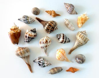 Paquete de conchas marinas de Florida: Caracoles marinos, tulipanes, caracolas, coronas + conchas adicionales