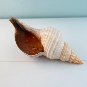 May include: A spiral-shaped seashell with a pointed apex and a wide, open aperture. The exterior features a textured surface with alternating vertical stripes of cream and light brown. The interior of the shell is a smooth, deep, glossy brown.