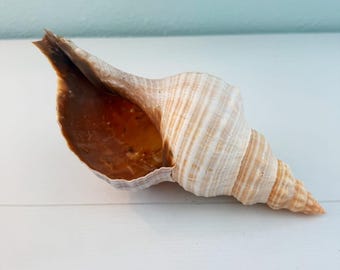 Caracola de caballo de Florida (25 cm) + Conchas adicionales