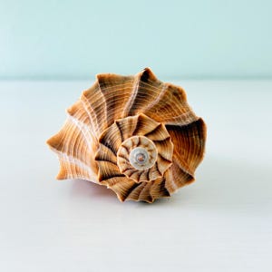 Op de afbeelding: Een spiraalvormige zeeschelp met een puntige top en een brede, gegroefde opening. De schelp vertoont een verloop van bruine, beige en crèmekleurige tinten met duidelijke, stralende ribbels die de natuurlijke curve van de spiraal volgen.