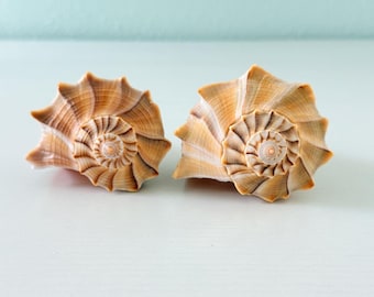 Two Golden Colored Lightning Whelks (6.5 inches) + Bonus Shells