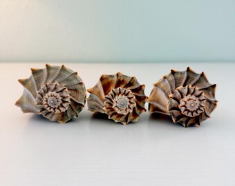 Tres conchas de caracol relámpago (paquete) + conchas adicionales