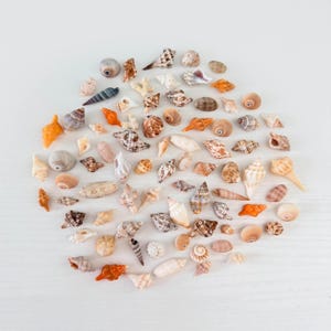 May include: A large collection of assorted seashells in various shapes, sizes, and textures. The assortment includes spiral, cone, and bivalve shells in shades of white, tan, brown, orange, and grey, arranged in a loose circular cluster.