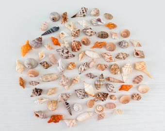 Paquete de 50 mini conchas marinas de Florida + conchas adicionales