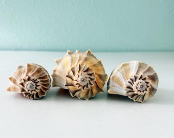 Tres conchas de caracol relámpago (paquete) + conchas adicionales