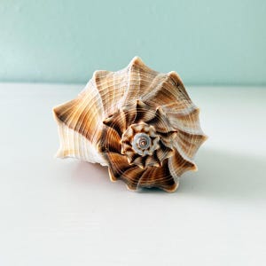 May include: A spiral seashell featuring a pointed apex and a wide, flared opening. The exterior surface displays a textured pattern of brown and tan radial stripes that follow the natural curves of the shell, culminating in a small, light-colored center.