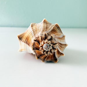 May include: A spiralled seashell featuring a pointed apex and a wide, flared opening. The exterior surface displays a textured pattern of brown and tan streaks radiating from the centre, with a smooth, light-coloured spiral at the very top point.