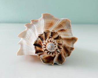 Gran concha de caracol relámpago (8,75 pulgadas) + Conchas adicionales