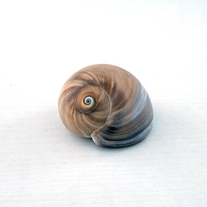 May include: A smooth, rounded seashell featuring a swirling pattern of tan, brown, and grey tones. The shell exhibits a prominent, tightly coiled spiral at its center, transitioning into larger, sweeping bands of color across its curved surface.