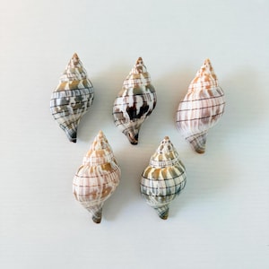 May include: Five spiral seashells arranged in a cluster. Each shell features a pointed apex and a rounded body with distinct horizontal dark brown lines against a cream, tan, and grey mottled background. The shells vary slightly in color.