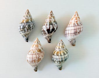 5 conchas de tulipán rayadas (4 tamaños diferentes: grande, mediano, pequeño, extra pequeño) + conchas de regalo