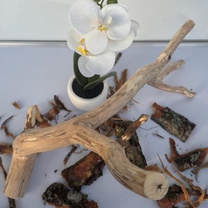 Naturlig ekgren för terrarium