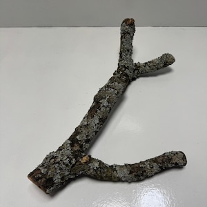 May include: A Y-shaped tree branch with rough, dark brown bark covered in patches of light gray, crusty lichen. The branch features a main stem that splits into two smaller, distinct limbs, showcasing natural textures and organic wood patterns.