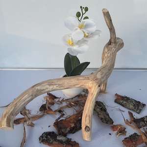 Può includere: Un pezzo di legno galleggiante chiaro e curvo posizionato dietro un piccolo vaso bianco contenente un'orchidea bianca con centri gialli. Attorno alla base del legno galleggiante sono sparsi diversi pezzi di corteccia d'albero scura.