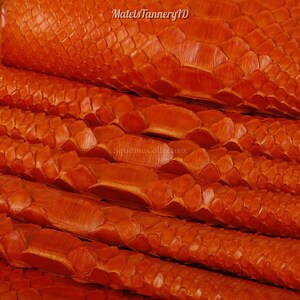 Snakeskin for Artisan Supplies, Genuine Reptile Skin