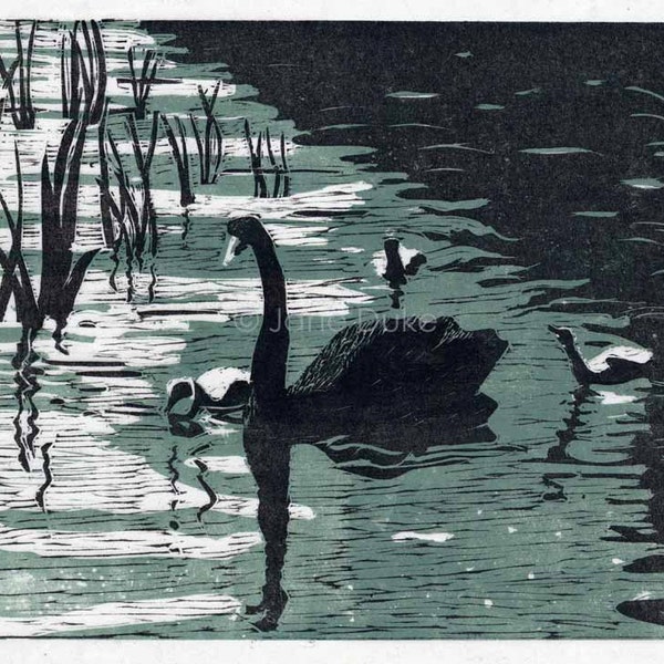 Black Swans original woodcut print blue and black handpulled print