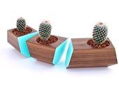 Boxcar Succulent Planters - Solid Walnut with Robin Egg Blue