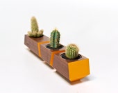 Boxcar Succulent Planters - Solid Walnut with Orange