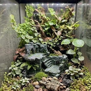 Op de afbeelding: Een glazen terrarium met een miniatuur stenen ruïne met trappen en bogen, omringd door diverse groene bladeren, mos, kleine stenen en stukjes hout. Een led-verlichting is aan de bovenkant van de behuizing gemonteerd.