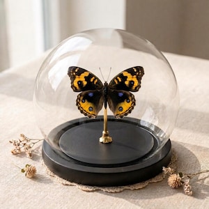May include: A preserved butterfly with black and yellow wings featuring blue-centered eyespots, mounted on a thin gold-colored metal stand. The specimen is enclosed within a clear glass dome that sits on a circular black base.