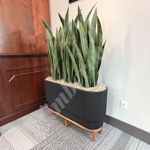 May include: A tall snake plant with variegated green leaves potted in an elongated, oval-shaped black planter with a vertical ribbed texture. The planter is supported by a light-toned wooden base with four short, slender legs and filled with light tan moss.