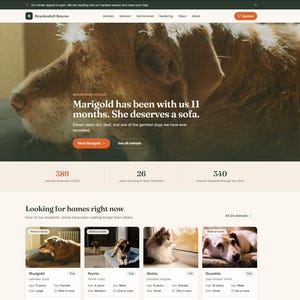 Peut inclure: Une interface de site web pour Brackenhill Rescue présentant une grande photographie d'un chien brun reposant sur un coussin. Le texte indique Marigold has been with us 11 months. She deserves a sofa. Ci-dessous, des statistiques et une grille.