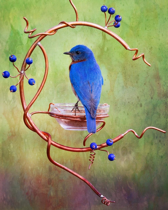 Coppervine Bluebird Feeder Etsy