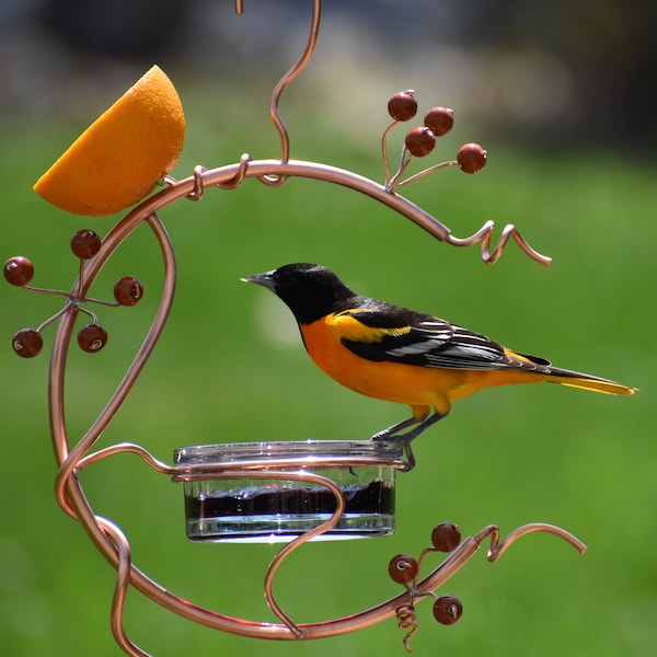 Coppervine Oriole Feeder