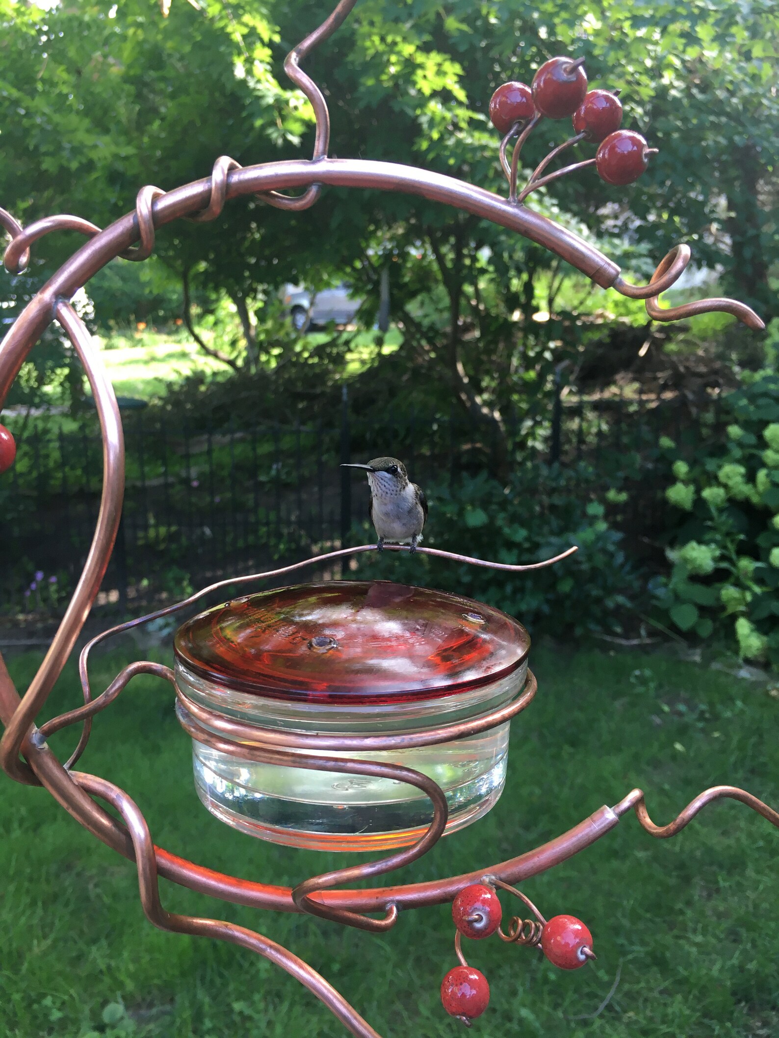 Coppervine Hummingbird Feeder Etsy