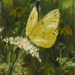 see more listings in the Butterflies section